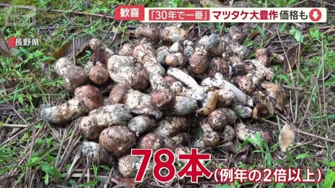 採れた本数は78本
