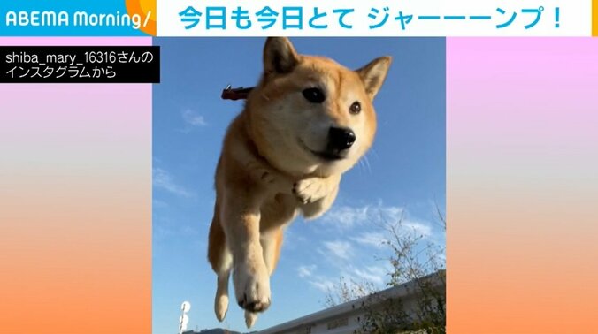 華麗な跳躍！ 柴犬の「今日のジャンプ」に反響 溝のフタを飛ぶ瞬間を撮影 1枚目