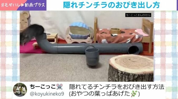 チンチラのちーちゃん