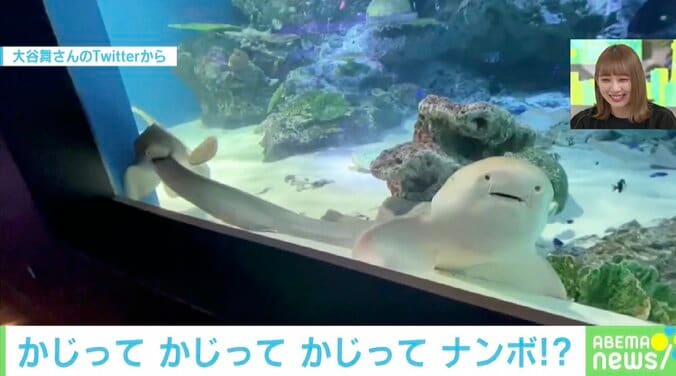 「かまってよぉ…」水族館で出会ったサメが痛そうだけどカワイイ 飼育担当を取材 1枚目