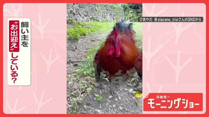 「ただいま」で猛ダッシュ！　かけっこコケッコニワトリさん　お出迎えしてるの？ 1枚目
