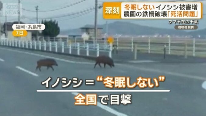 全国各地で目撃