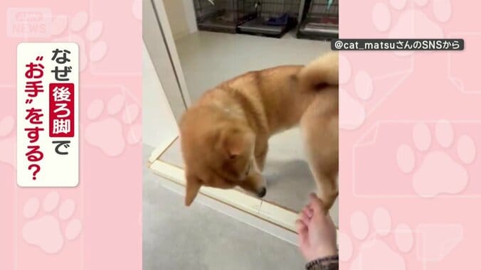 なぜ後ろ脚でお手するの？