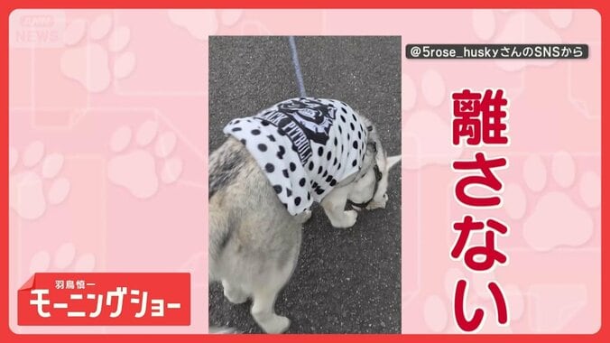 「ぼくのものだ！」　引っ張られても一緒にズルズル　石を絶対に離さないワンちゃん 1枚目