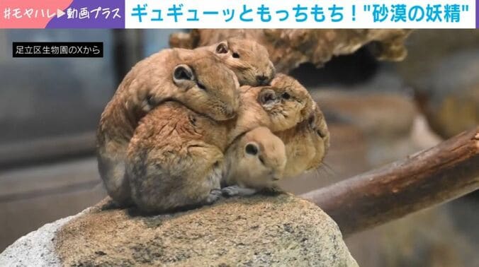 グンディ