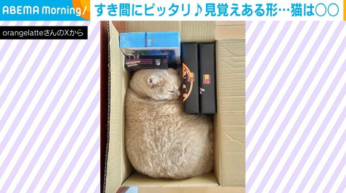 ブリティッシュショートヘアのもちくん（7歳）