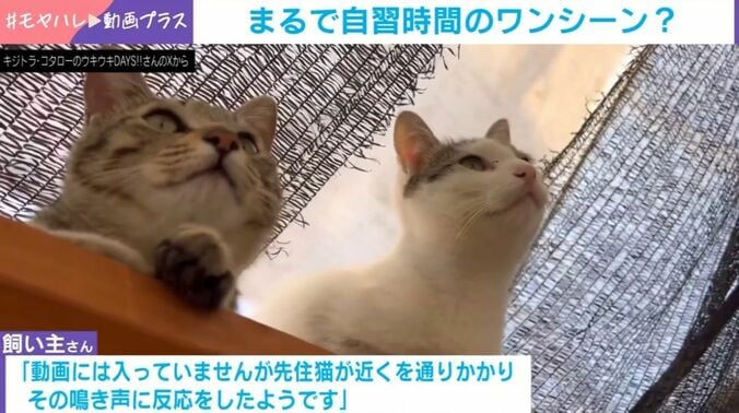 ムギくんとコナツちゃん