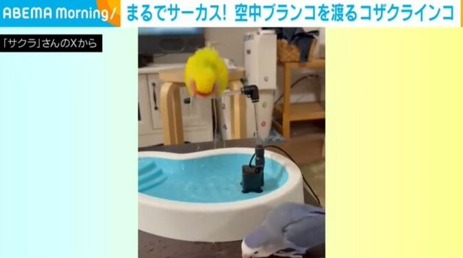 モモくんとサクラくん