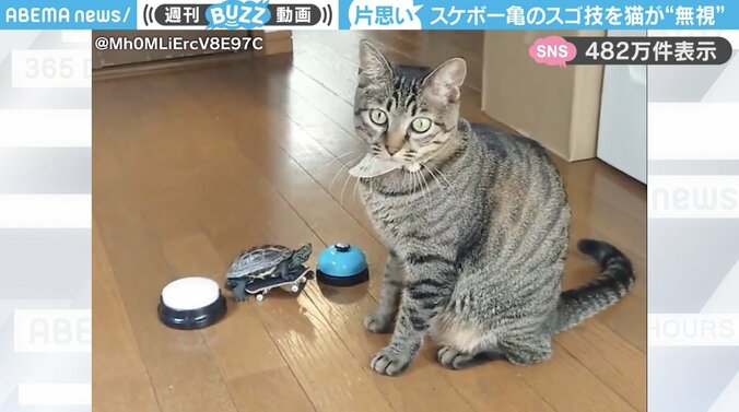 クサガメの軍曹くんと猫の小雪ちゃん