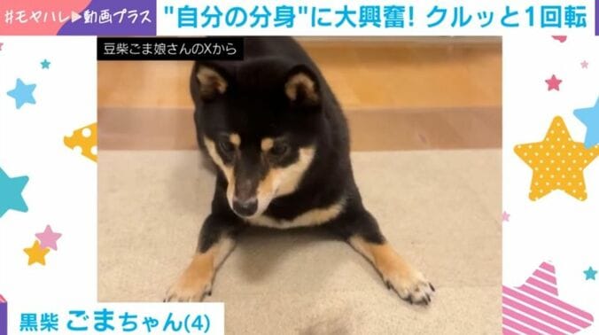 黒柴