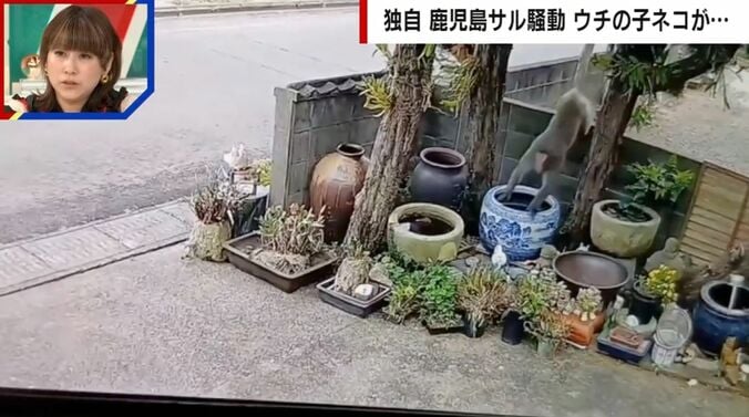 野生のサル