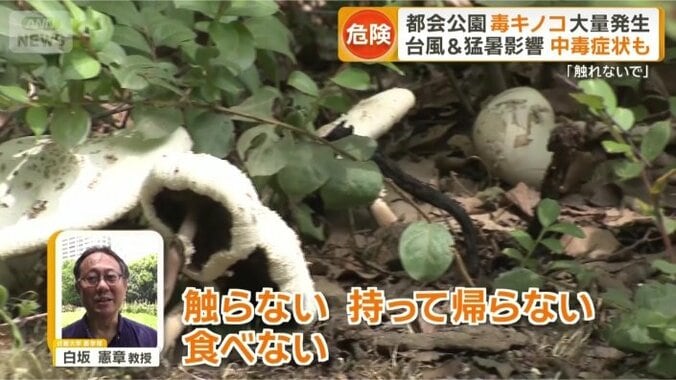 胃腸系の中毒症状を引き起こす恐れ