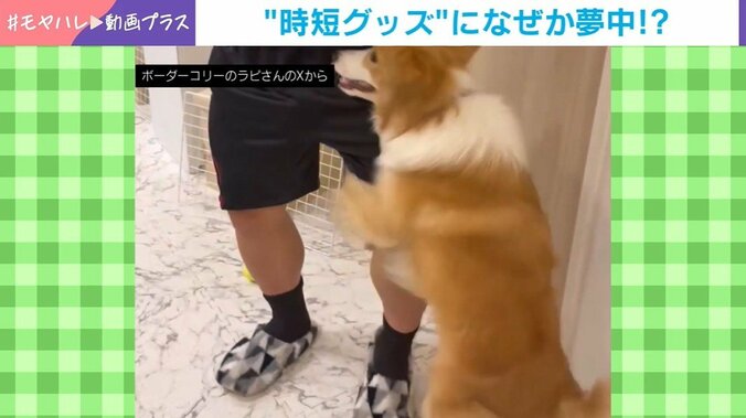 ボーダーコリーのラピちゃん