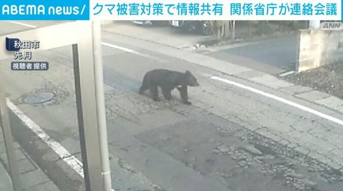 クマ
