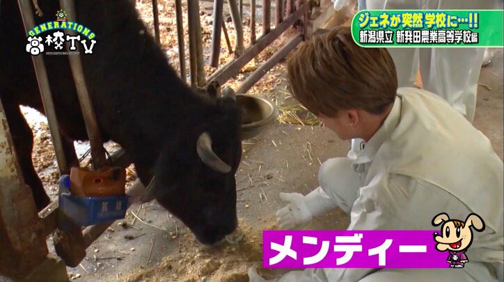 白濱亜嵐、牛に“メンディー”と名付け餌やり　「メンディーお食べ」