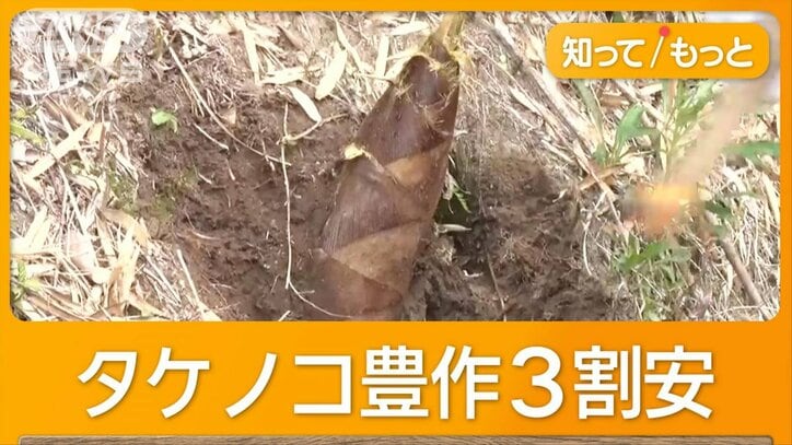 流通ピークのタケノコ、関東では豊作　九州の不作による高騰から一転3割安