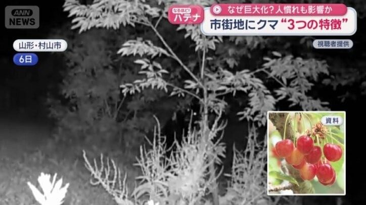 サクランボ畑にクマが侵入