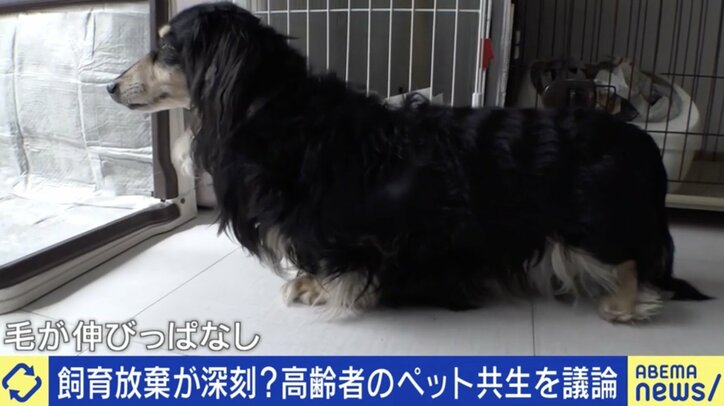 「高齢者はペットを飼っちゃダメ?」深刻化する飼育放棄の実態とは