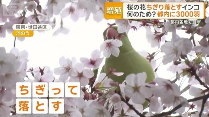 桜の花をちぎっては落とすインコ