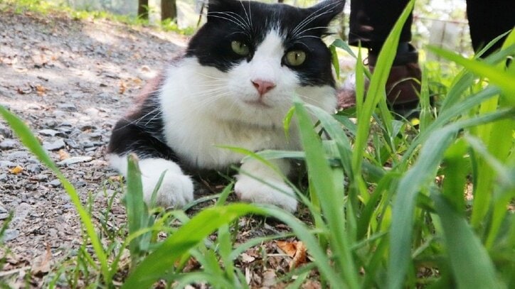 猫と旅、してみるニャ? 癒し系番組「旅猫ロマン」3作品が初放送