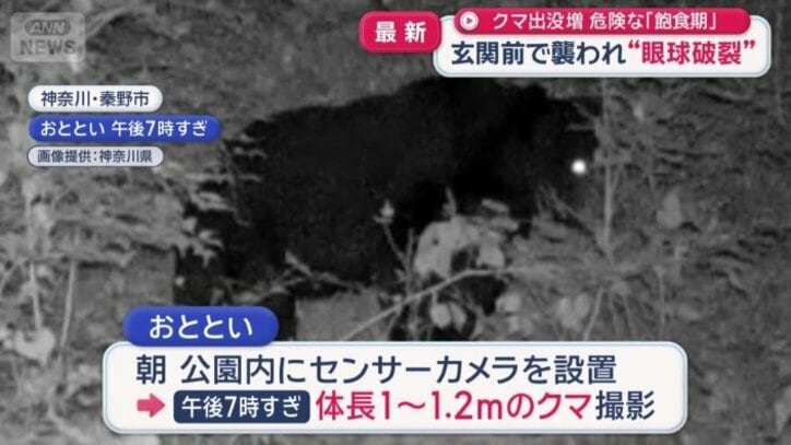 クマ1頭が撮影される