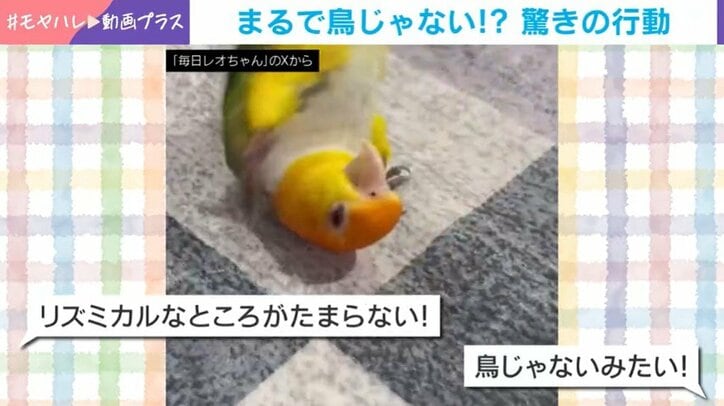 シロハラインコのレオちゃん