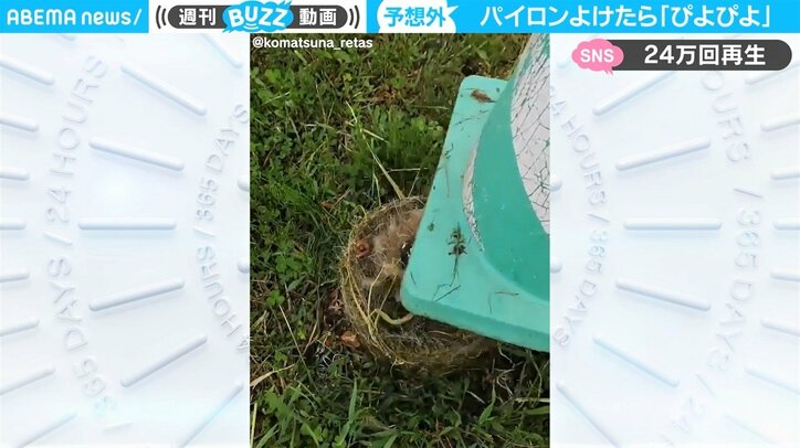 パイロンの中に「ぴよぴよ」鳥の巣が！ 「押しかためられてシフォンケーキみたい」形状も話題に