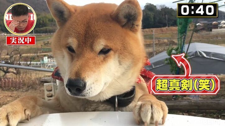 数原龍友、動物実況に挑戦するもただの飼い主目線に「美味しいか？」「かわいい…」