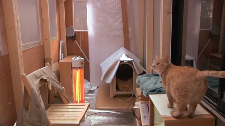 「前の猫は一体…？」長野・安曇野の猫が大集合　美しい風景＆猫にまったり癒されるにゃ