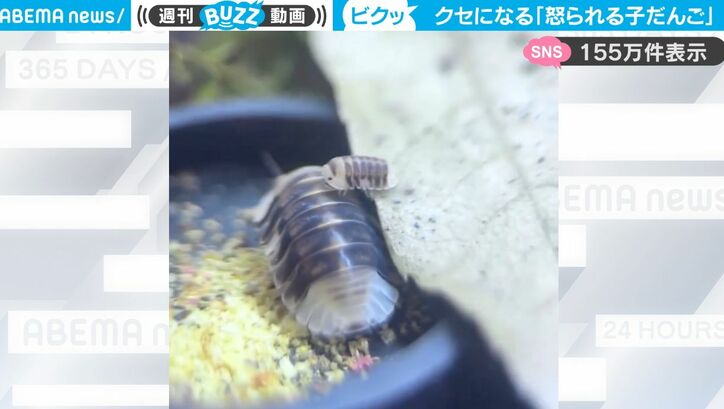 【写真・画像】背中に乗られて思わずイラッ!大人に怒られる子ダンゴムシの姿がかわいすぎる「ダンゴムシが怒るところを初めて見た」 2枚目