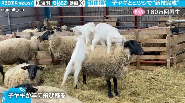 ひつじ農場で珍光景…羊の上に子ヤギ3匹が飛び乗り“新技”完成の組体操に180万回再生