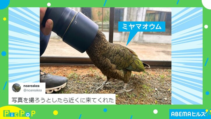 近すぎちゃって… “ゼロ距離” で写ろうするオウムの姿に「どんな顔して覗いてるんだろ」「写りたがり屋なのかなぁ~」と反響続々