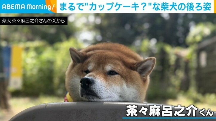 柴犬の茶々麻呂之介くん