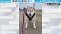 「拒否柴の進化系？」散歩拒否でハーネスが被さってしまった柴犬に「ドラえもんみたいになっちゃった」など反響