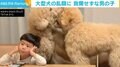 大型プードルの乱闘VSノーリアクション男子！ 動揺しない理由とは？