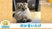 【映像】愛くるしい目で訴える猫
