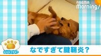 【映像】「もっともっと!」“お腹なでなで”を催促する犬