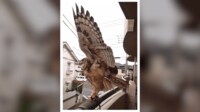 ゲリラ豪雨に歓喜“羽を伸ばす”ミミズク