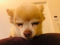 坂上忍『ちのぶの保護者？』