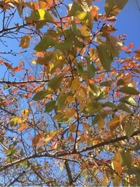 眞方富美子『認可保育園、申し込み迫るも…』