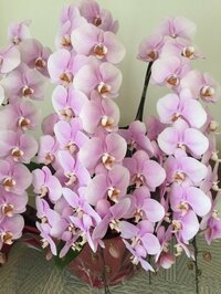 小林麻央『ホワイトデー』