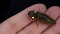 強烈に光る虫を撮影「5匹いたら本読めそう」