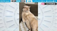 【映像】ソファーでくつろぐ様子