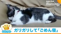 【映像】“ゴメン寝”ポーズをするネコ