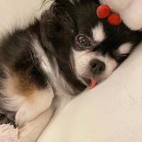 小柳ルミ子『マテ茶効果‼️』