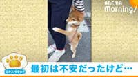 【映像】“初めての散歩”に不安げだった柴犬