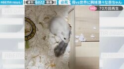 母、必死！脱出する我が子をなんとしても連れ戻す母ハムスター 途中から作戦変更する様子に「賢い」絶賛の声