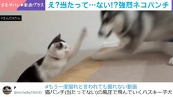 空振りなのに？猫パンチの風圧で吹っ飛ぶシベリアンハスキーの姿に反響「猫ちゃんも困惑してる」「飛んでった」「かわいい」