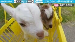 「お客さん、レジ通しました？」スーパーの買い物かごに入った2匹の子ヤギが、SNSで話題！「ちっちゃくて可愛い！」「これだけ観て生きていきたい…」