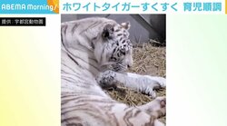 ホワイトタイガーの赤ちゃん、困難の連続も親子の姿が見られるまでに 「どう育つのかワクワク」